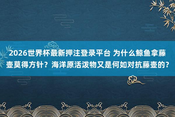 2026世界杯最新押注登录平台 为什么鲸鱼拿藤壶莫得方针？海洋原活泼物又是何如对抗藤壶的？