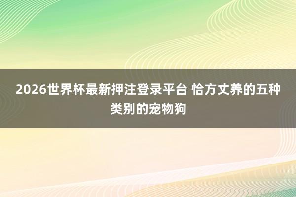 2026世界杯最新押注登录平台 恰方丈养的五种类别的宠物狗